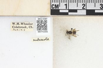 Media type: image;   Entomology 771331 Aspect: Labels